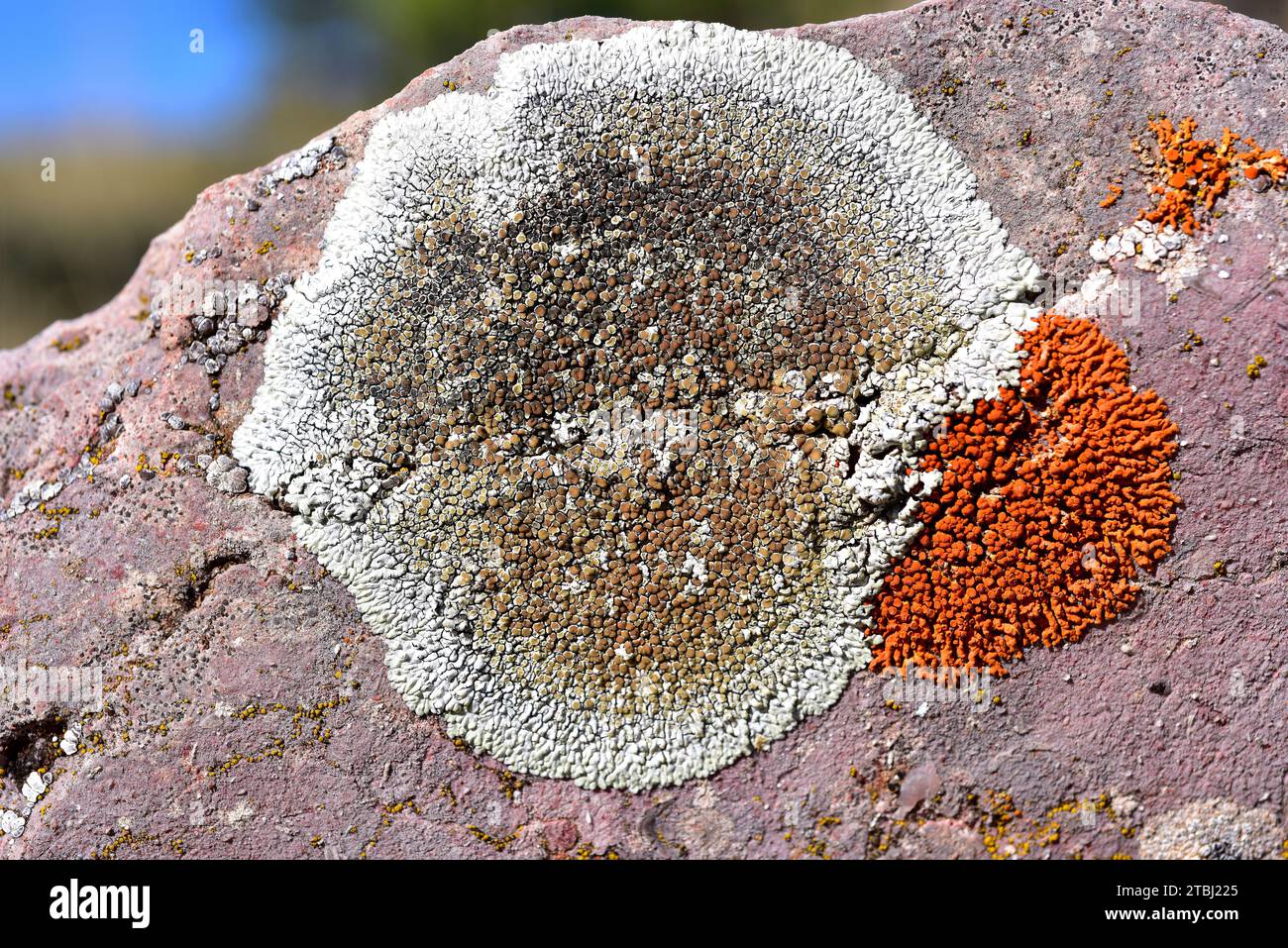 Lecanora muralis oder Protoparmeliopsis muralis ist eine Krustosenflechte, die auf kalkhaltigen oder kieselhaltigen Gesteinen wächst. Rechts Xanthoria elegans. Dieses Foto Stockfoto