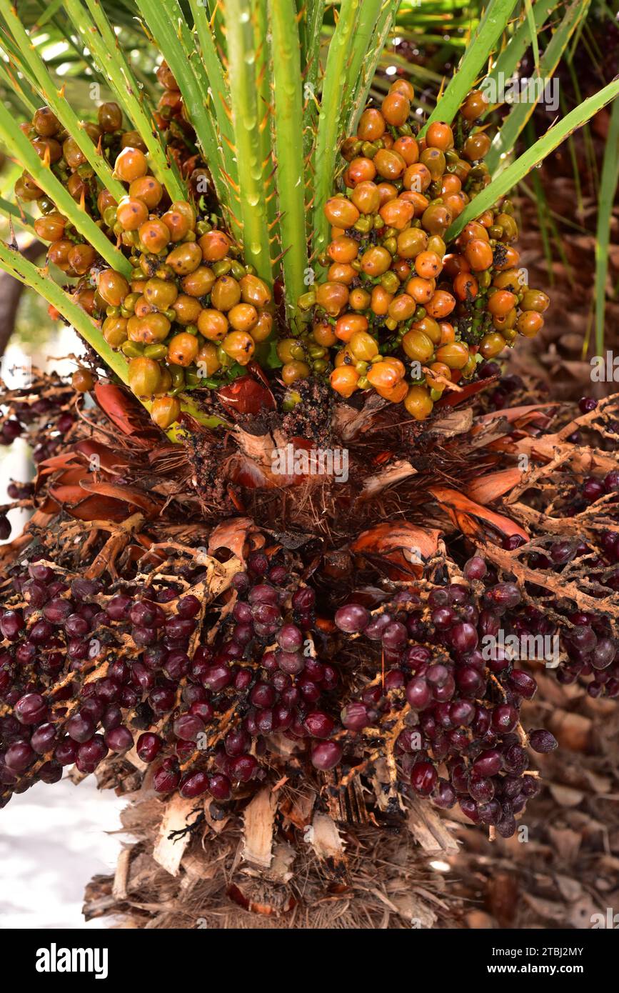 Europäische Fächerpalme oder mediterrane Zwergpalme (Chamaerops humilis) ist die einzige Palme, die in Kontinentaleuropa beheimatet ist. Mit Früchten. Dieses Foto wurde aufgenommen Stockfoto