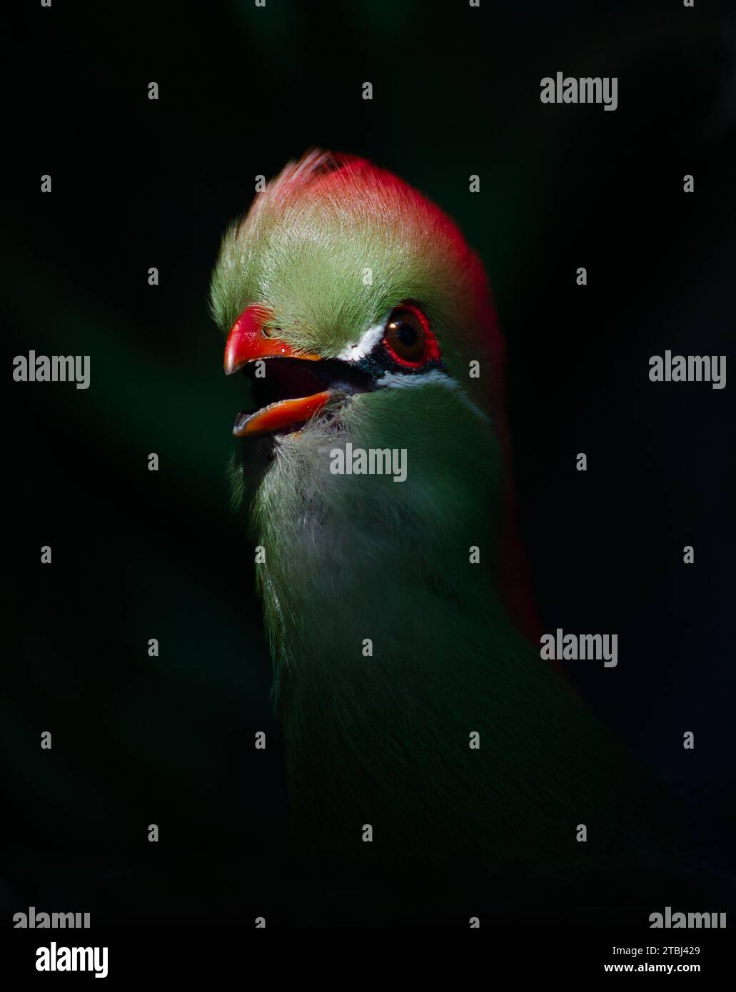 Sonnendurchfluteter Kopf Eines Gefangenen Fischers Turaco, Tauraco fischeri, farbenfroher exotischer Vogel mit offenem roten Schnabel Stockfoto