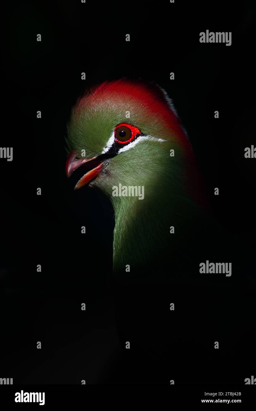 Sonnendurchfluteter Kopf Eines Gefangenen Fischers Turaco, Tauraco fischeri, farbenfroher exotischer Vogel mit offenem roten Schnabel Stockfoto