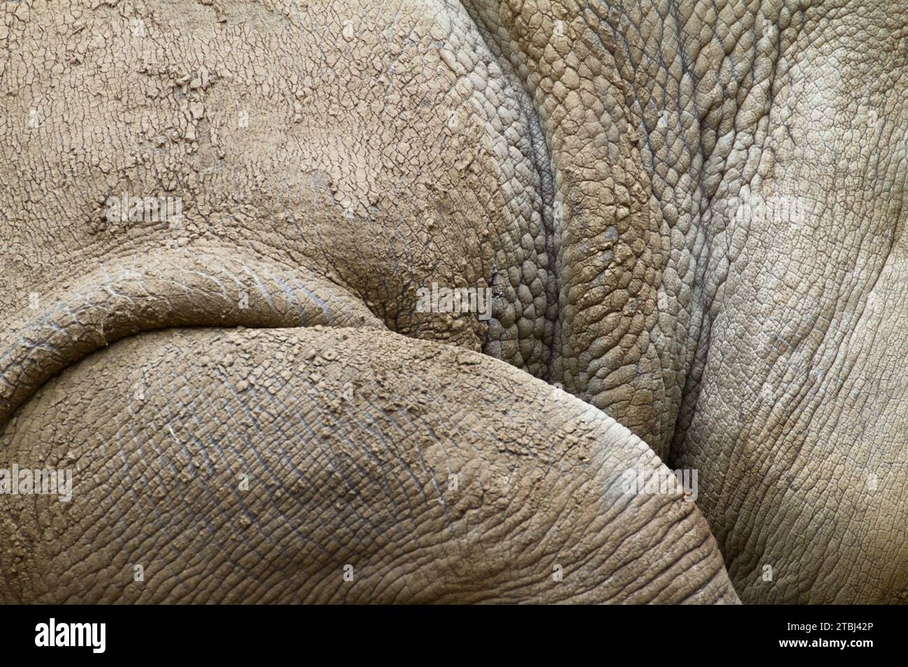 Nahaufnahme der dicken, faltigen Haut des Verstecks Eines Weißen Rhinozeros, Ceratotherium simum, liegend Stockfoto