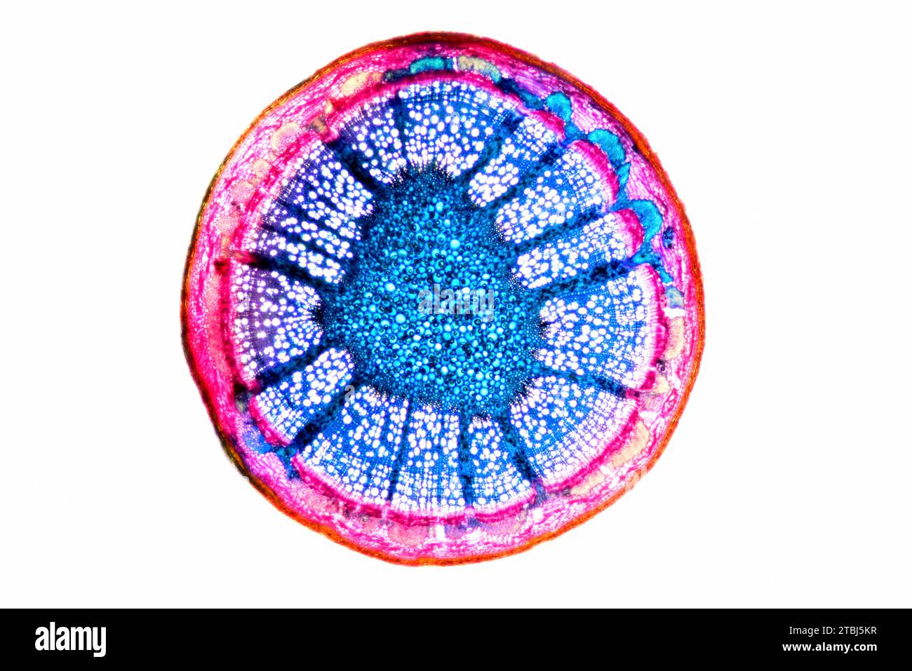 Eudicot-Stamm (Fagus sylvatica) mit Epidermis, Collenchym, Cortex, Parenchym, Piths, Phloem und Xylem. Optisches Mikroskop X40. Stockfoto