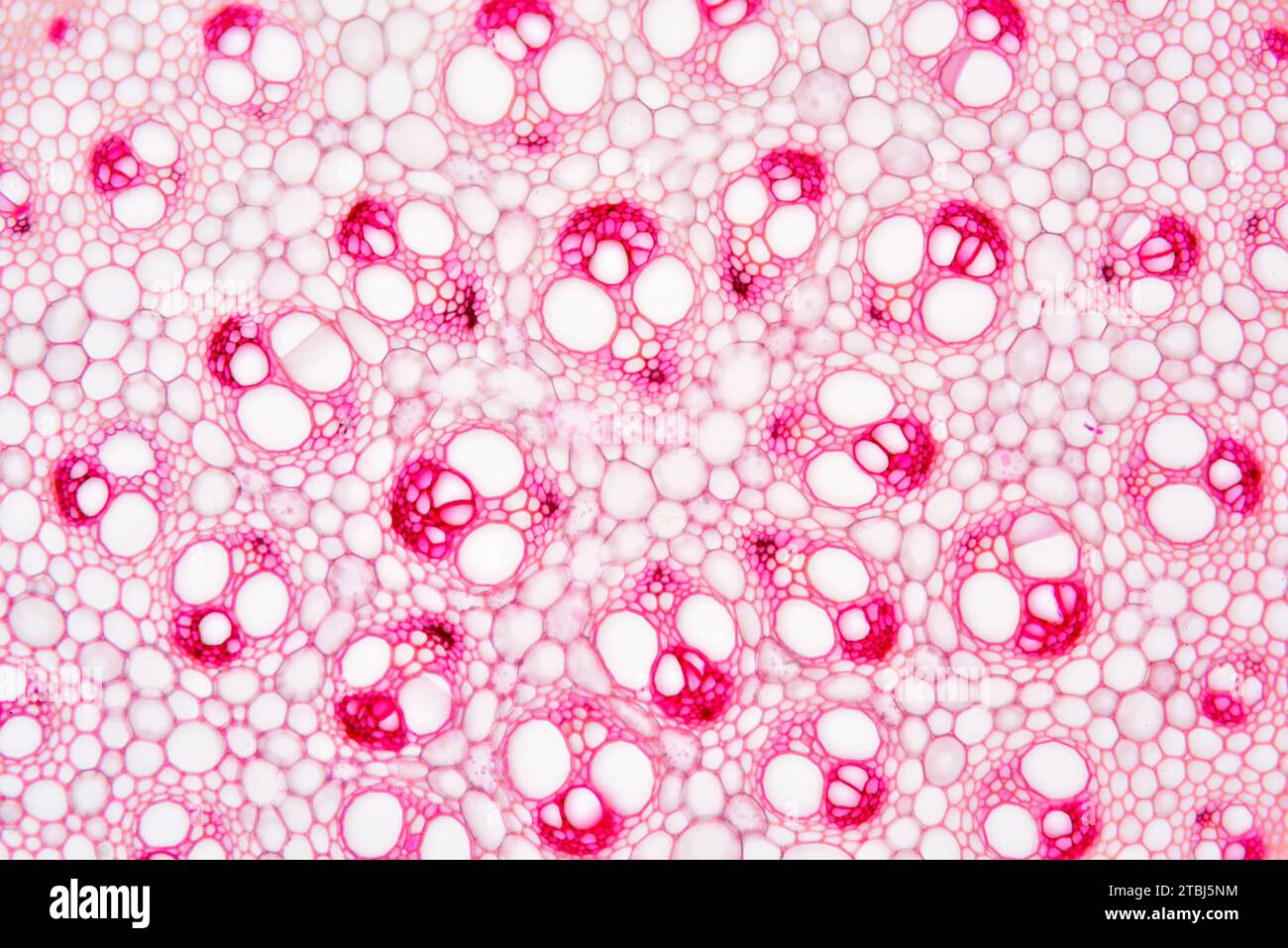 Monocot-Stamm (Smilax aspera) zeigt Kortex, Parenchym, Gefäßbündel, Phloem und Xylem. Optisches Mikroskop X100. Stockfoto