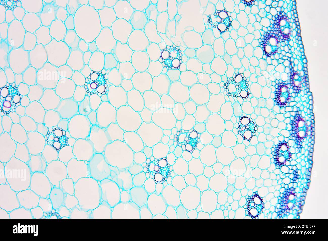 Monokotstiel (Triticum sp.) Zeigt Epidermis, Collenchym, Parenchym, Gefäßbündel, Phloem und Xylem. Optisches Mikroskop X100. Stockfoto