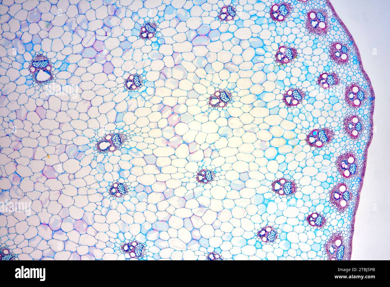 Monocot Stamm (Zea mays) zeigt Epidermis, Collenchym, Parenchym, vaskuläre Bündel, Phloem und Xylem. Optisches Mikroskop X40. Stockfoto