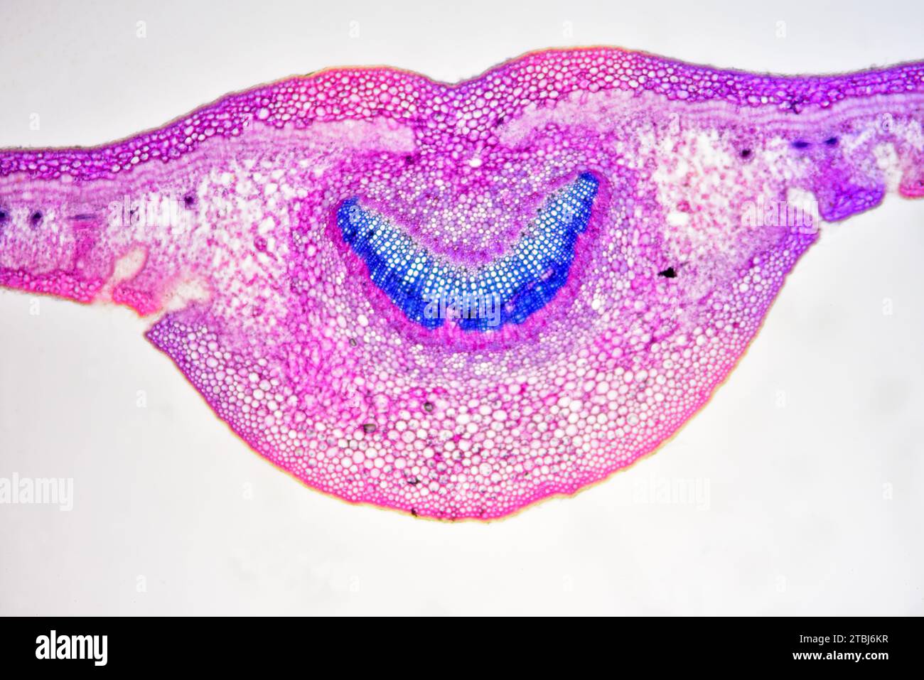 Blattquerschnitt von Nerium Oleander mit Epidermis, Palisadenmesophyll, schwammigem Mesophyll, Gefäßbündel, Phloem, Xylem, Collenchym und Stomata Stockfoto