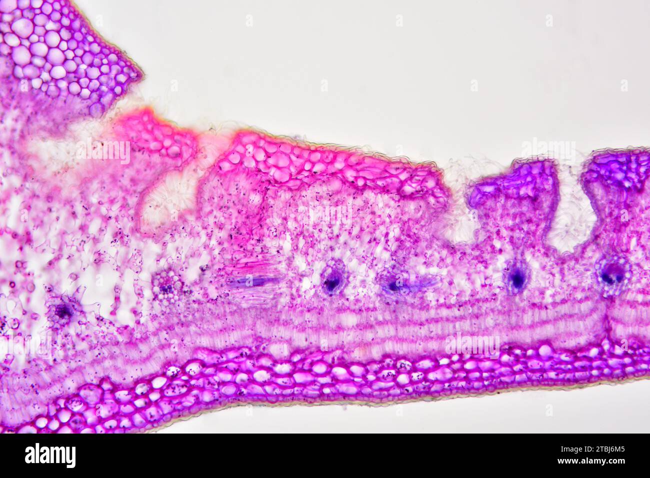 Blattquerschnitt von Nerium Oleander mit Epidermis, Palisadenmesophyll, schwammigem Mesophyll, Gefäßbündel, Phloem, Xylem, Collenchym und Stomata Stockfoto