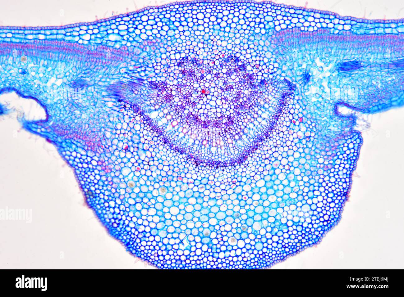 Blattquerschnitt von Nerium Oleander mit Epidermis, Palisadenmesophyll, schwammigem Mesophyll, Gefäßbündel, Phloem, Xylem, Collenchym und Stomata Stockfoto