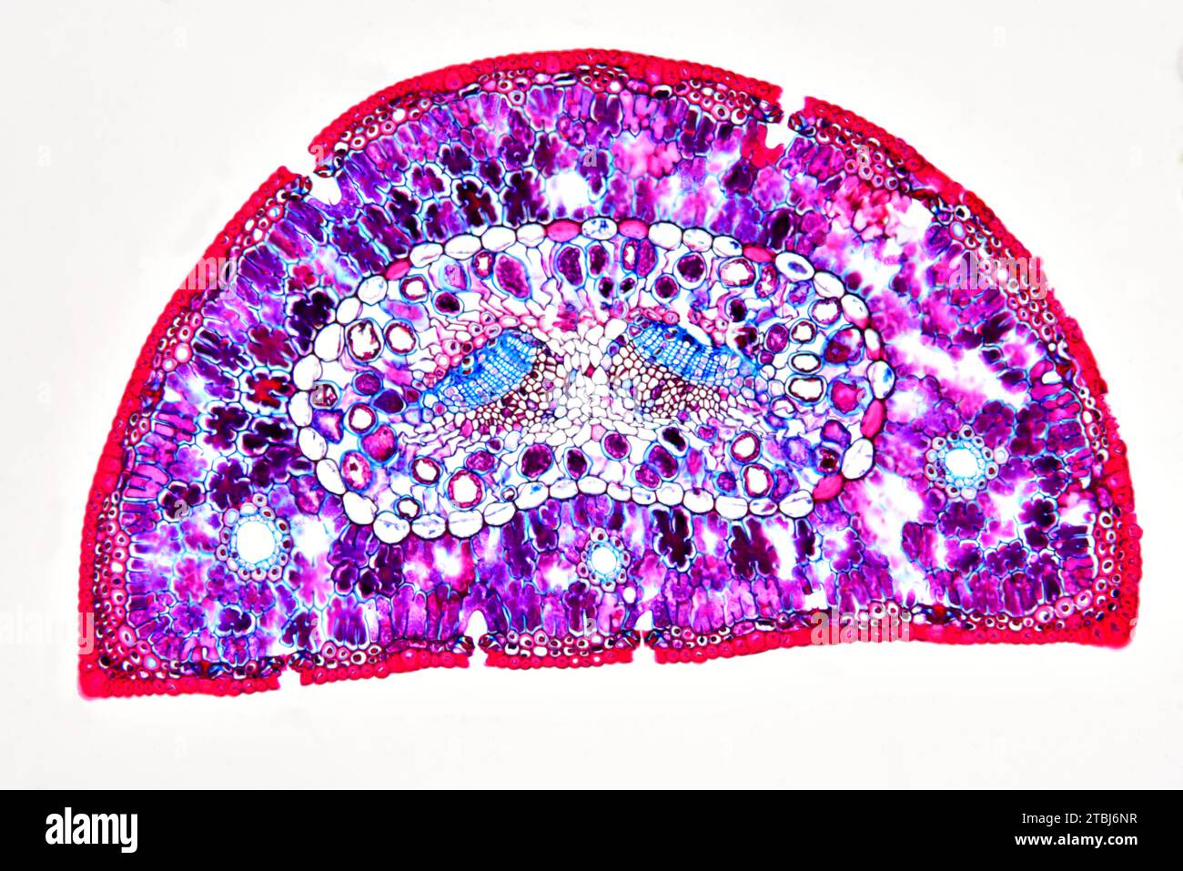 Blattquerschnitt der Kiefer (Pinus sp.) Zeigt Endodermis, Epidermis, Hypodermis, Mesophyll, Harzkanäle, Stomata, Gefässbündel, Phloem und Xylem. Stockfoto