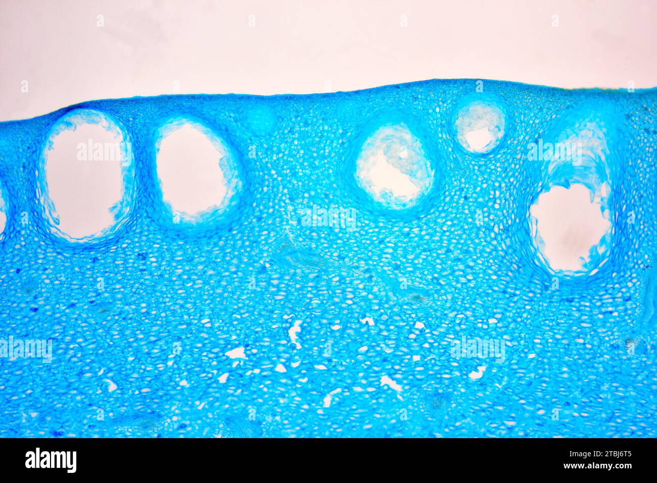 Zitrusexokarp mit Öldrüsen. Optisches Mikroskop X40. Stockfoto