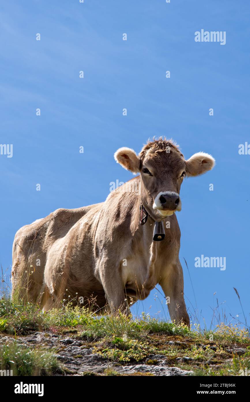 Junge Kuh in den Bergen vor blauem Himmel Stockfoto