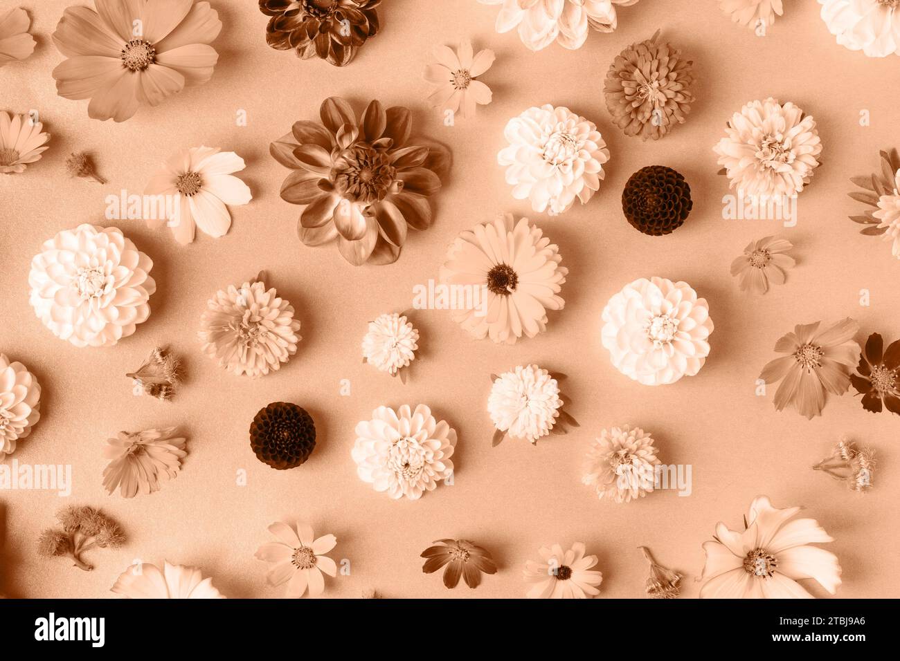 Abstrakter Hintergrund der Blumen Astern, Dahlien, Ringelblumen. Trendige Farbe des Jahres 2024 - Peach Fuzz. Beispiel für trendige Farbpalette. Stockfoto