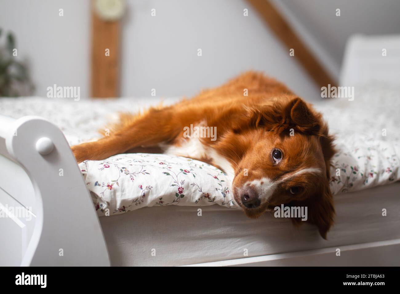Süßer Hund, der im Bett liegt, sein Besitzer im Schlafzimmer. Lustiger Nova Scotia Duck Tolling Retriever allein zu Hause. Stockfoto