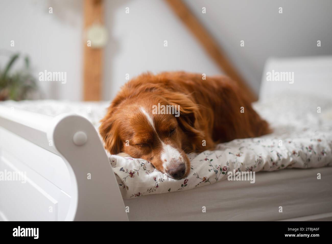 Niedlicher Hund, der im Bett schläft, sein Besitzer im Schlafzimmer. Entzückender Nova Scotia Duck Tolling Retriever allein zu Hause. Stockfoto