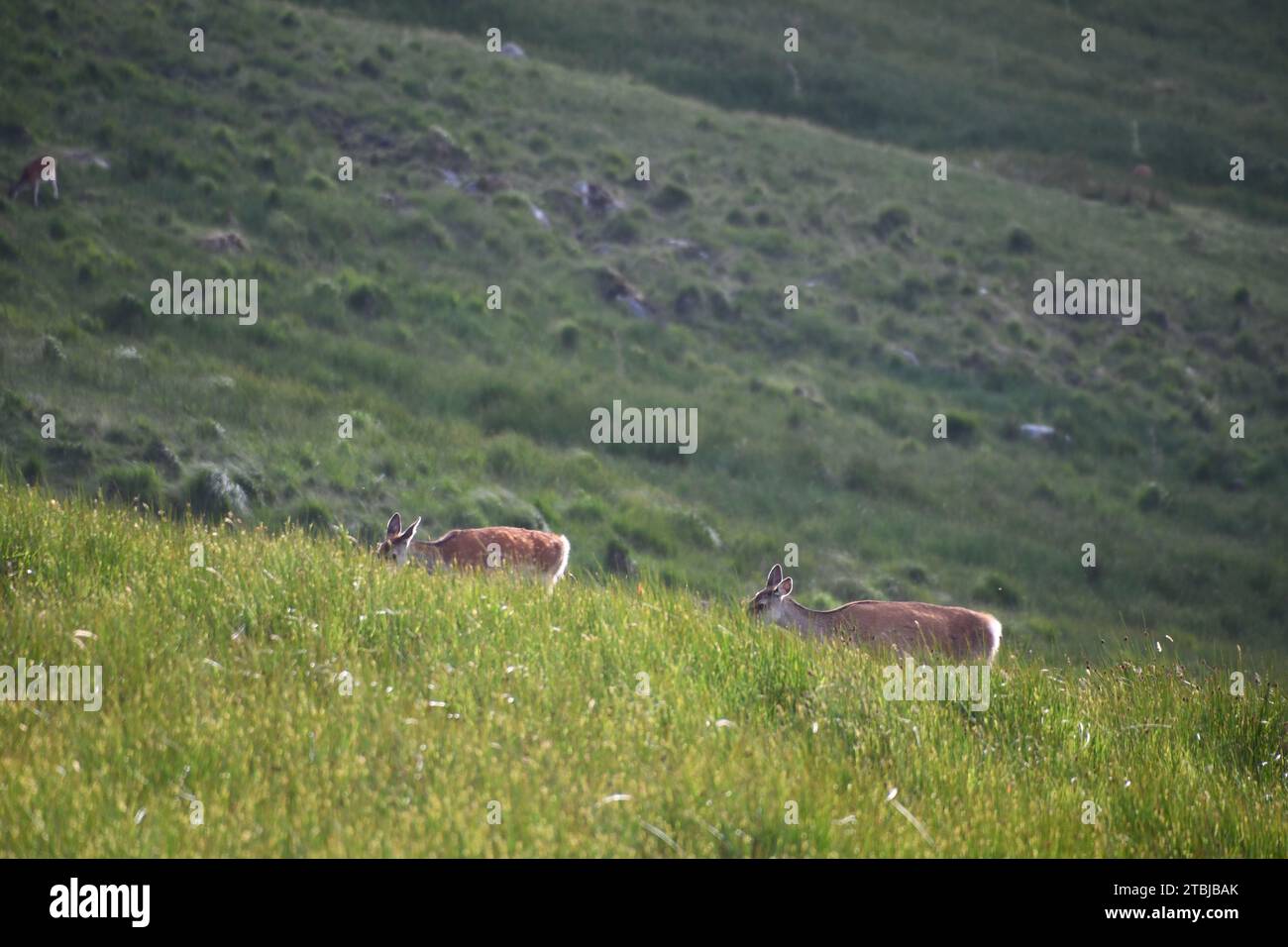 Sika-Hirsch im Glendalough-Nationalpark Stockfoto