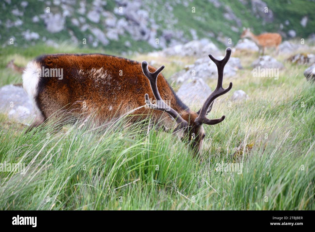 Sika-Hirsch im Glendalough-Nationalpark Stockfoto