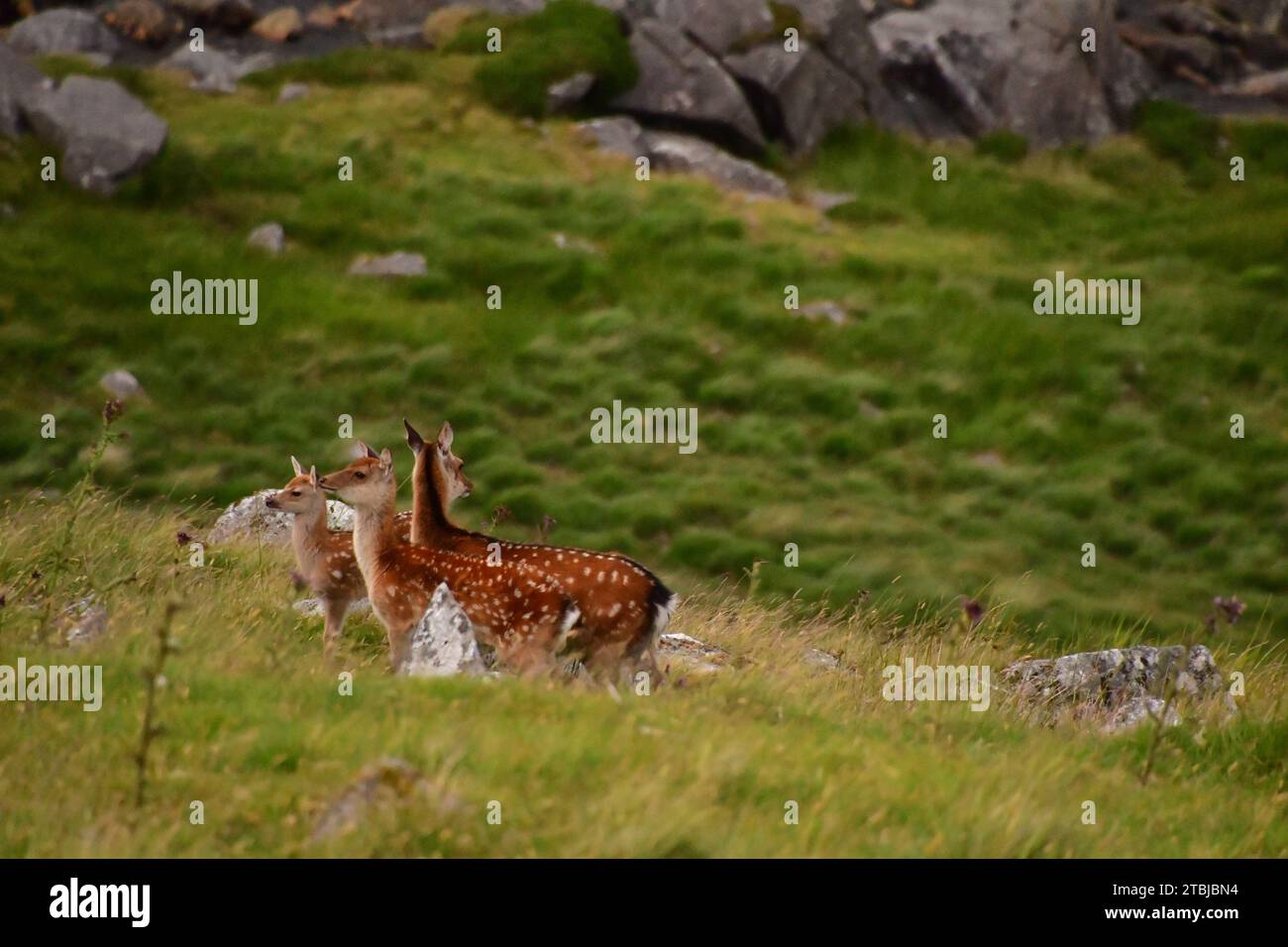 Sika-Hirsch im Glendalough-Nationalpark Stockfoto