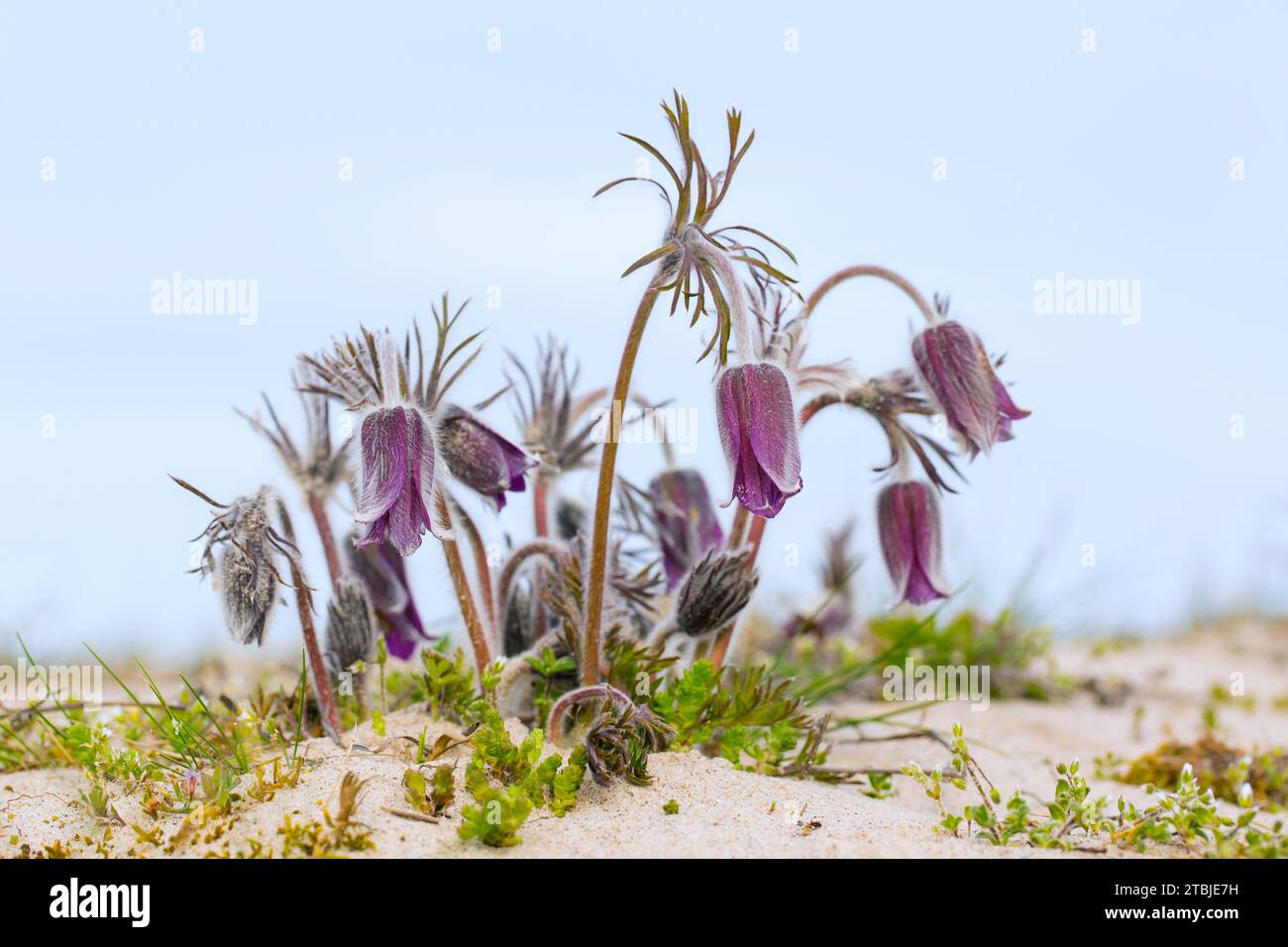 Kleine Pasque-Blüte (Pulsatilla pratensis / Anemone pratensis) blüht im Frühjahr, heimisch in Mittel- und Osteuropa Stockfoto