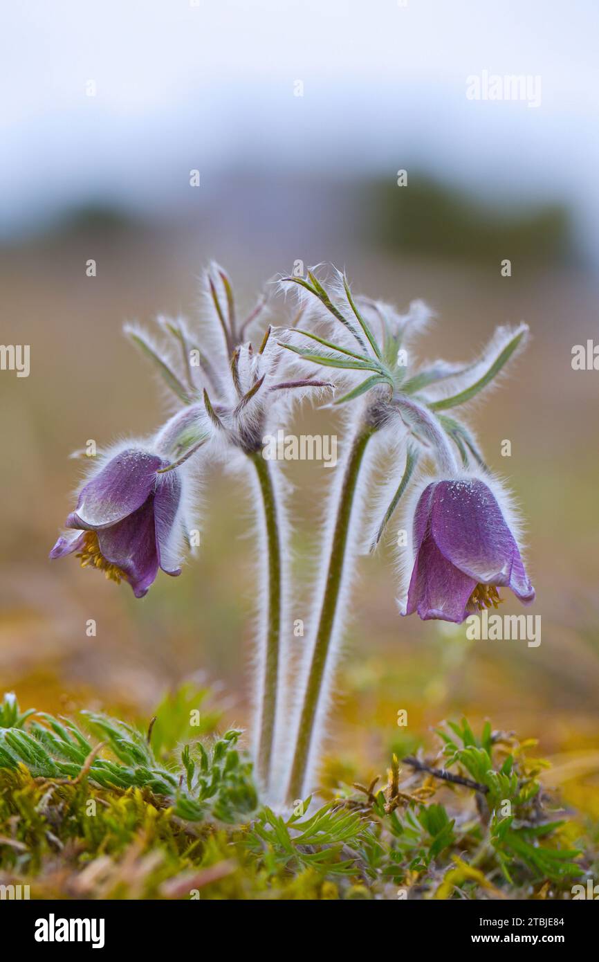 Kleine Pasque-Blüte (Pulsatilla pratensis / Anemone pratensis) blüht im Frühjahr, heimisch in Mittel- und Osteuropa Stockfoto