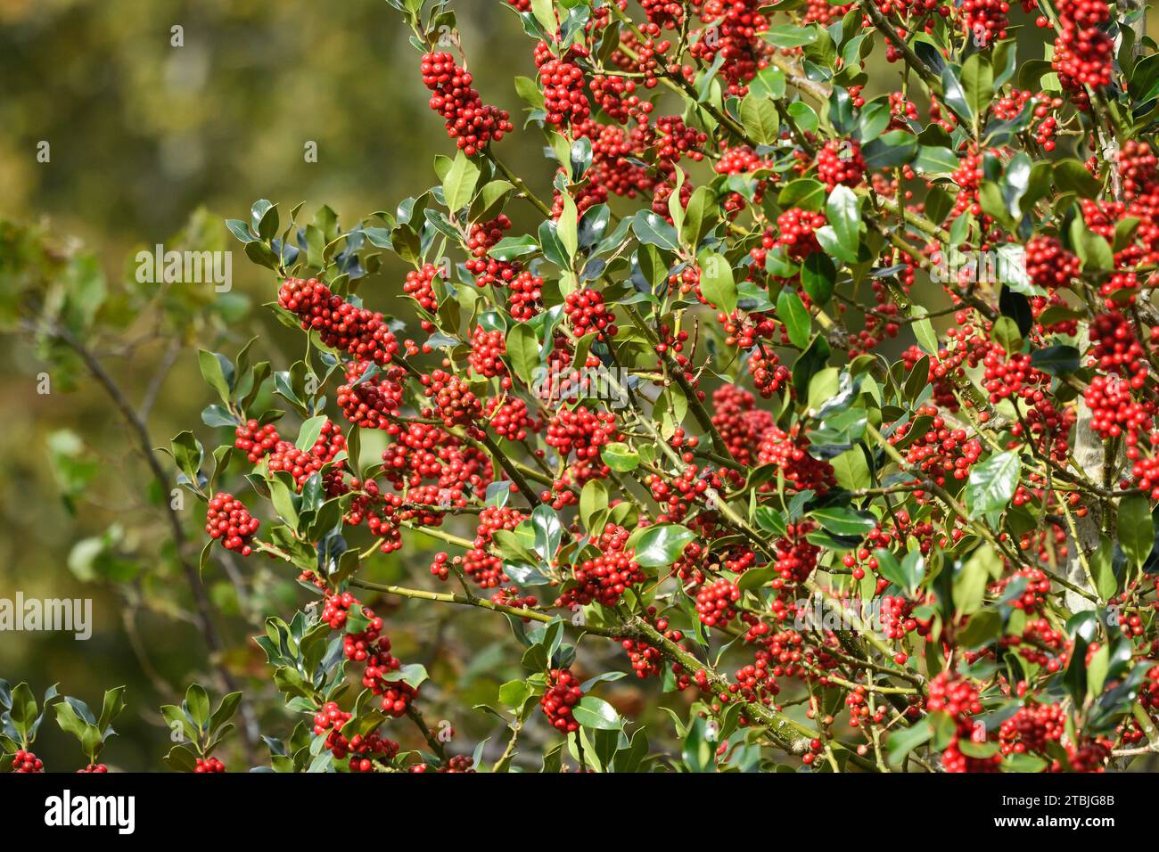 Weibliche stechpalme mit hellroten Beeren Stockfoto