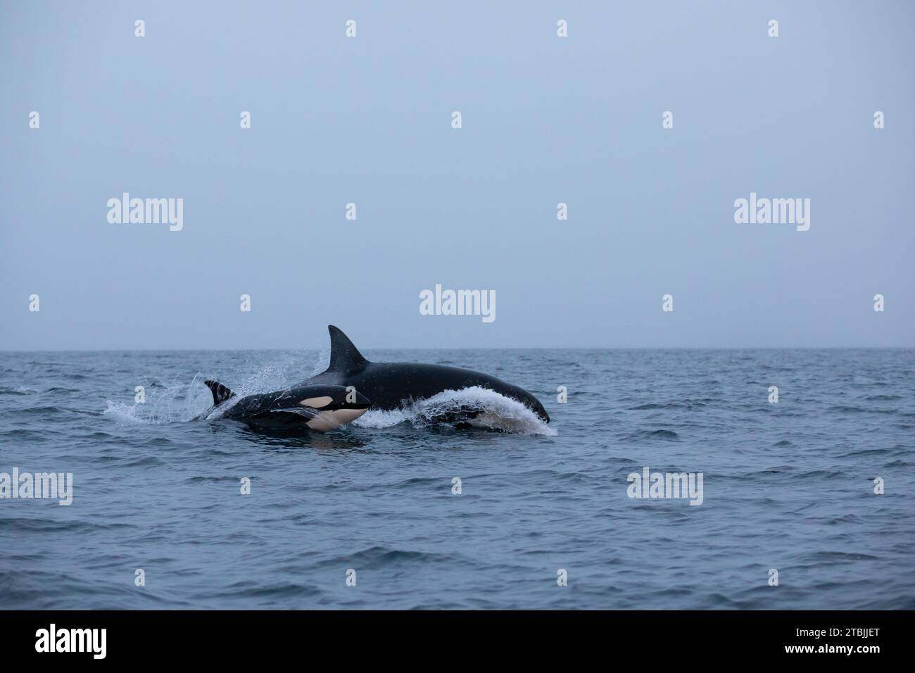 Orca (Killerwal) schwimmt in den kalten Gewässern auf Tromso, Norwegen. Stockfoto
