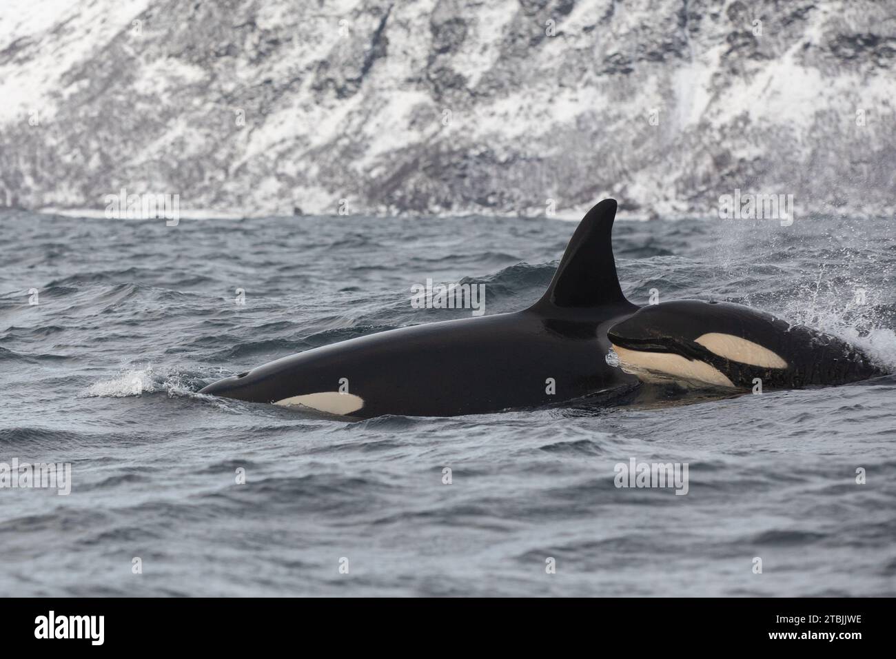 Orca (Killerwal) schwimmt in den kalten Gewässern auf Tromso, Norwegen. Stockfoto