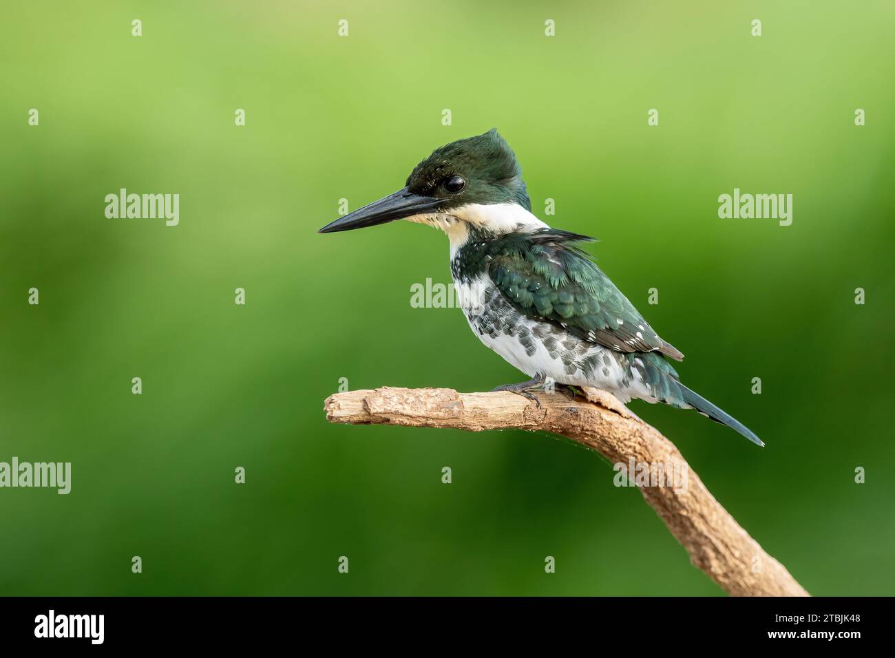 Grüner eisvogel auf dem Stock auf grünem Hintergrund Stockfoto