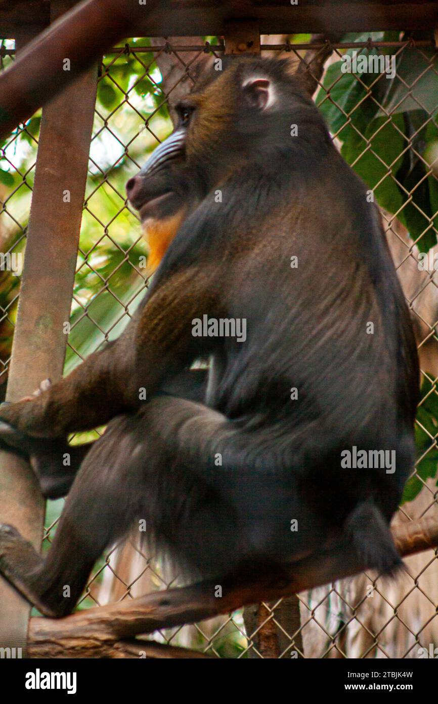 Männlicher Mandrill, Mandrillus Sphinx, in einem Zoo Stockfoto