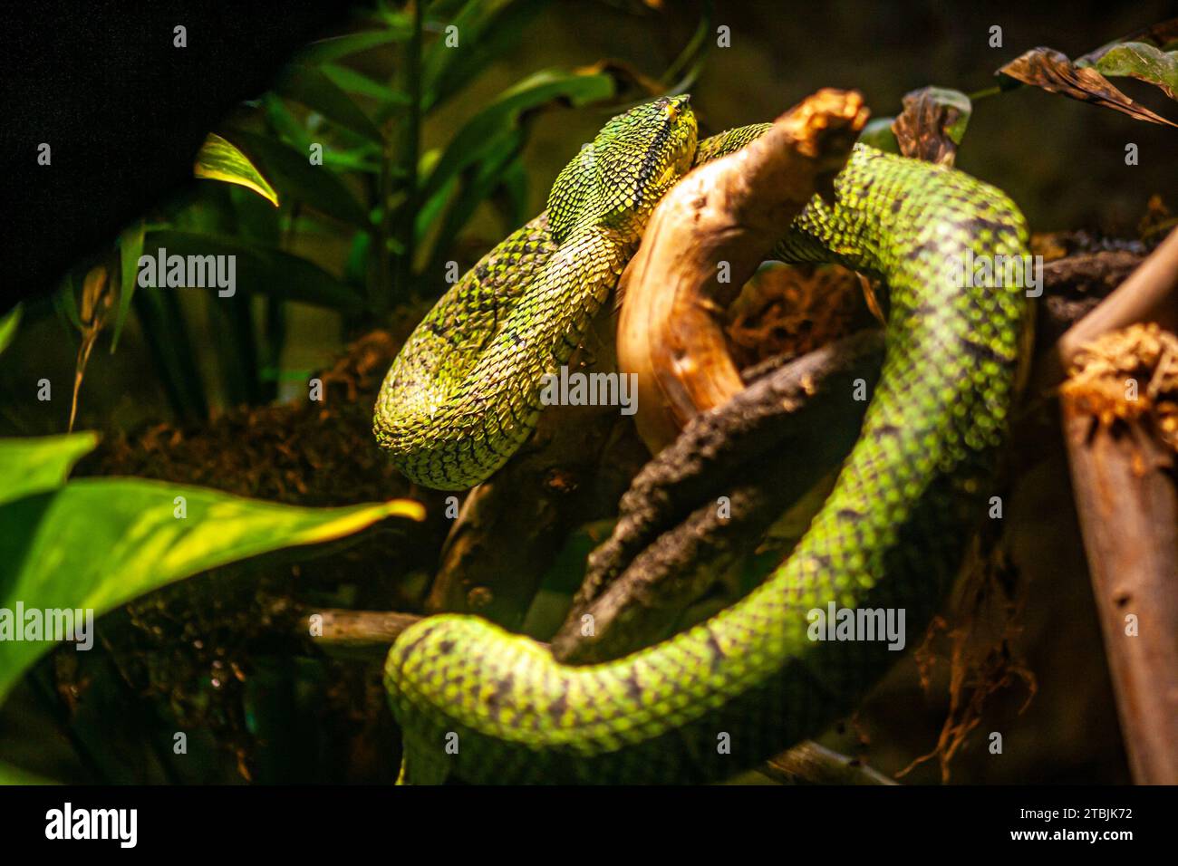 Tempelviper, Waglers Grubenviper, Tropidolaemus wagleri Stockfoto