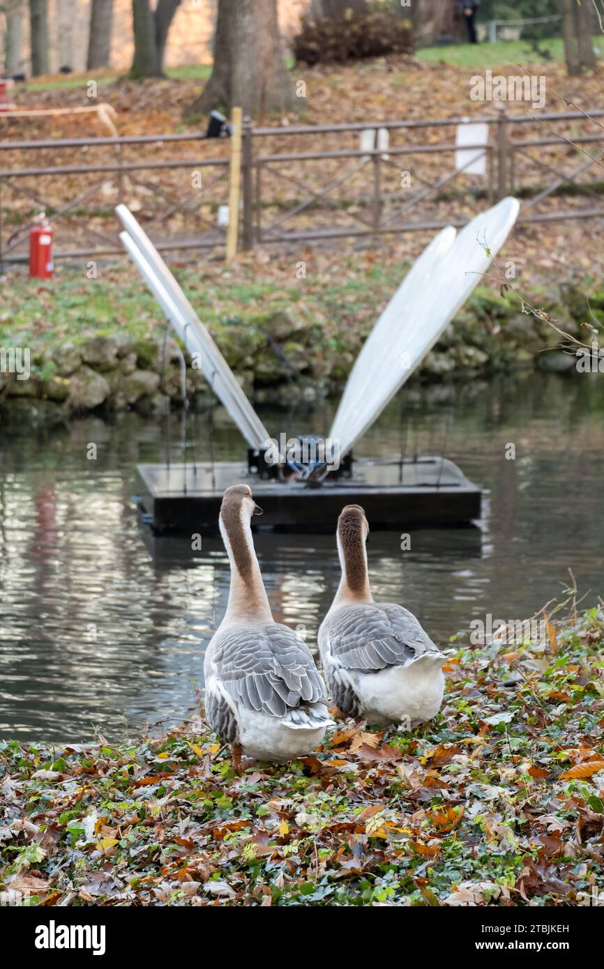 Gänse sehen sich die Lichtkunst Installation Trame di Luci im Park von Monza an. Herbstlicher Teich mit Schmetterlingen, Monza, Italien Stockfoto