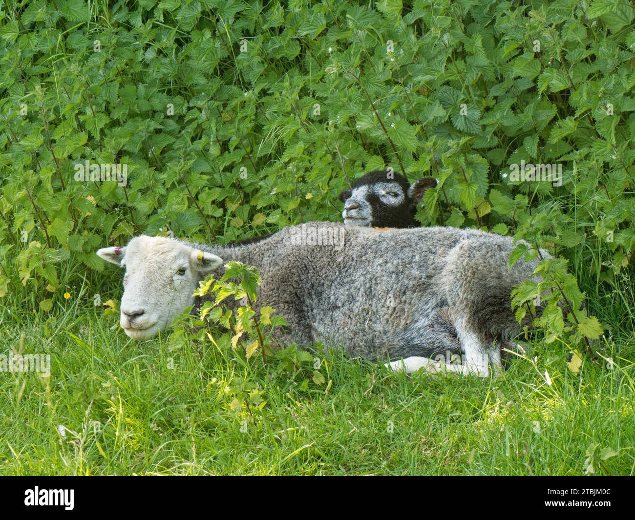 Herdwick-Schafe (Ovis aries) Schafe und Lämmer, die zwischen Brennesseln auf üppigen Weiden ruhen, Coombe Bisset Down, Cranborne Chase AONB, Wiltshire, Vereinigtes Königreich, Juni. Stockfoto