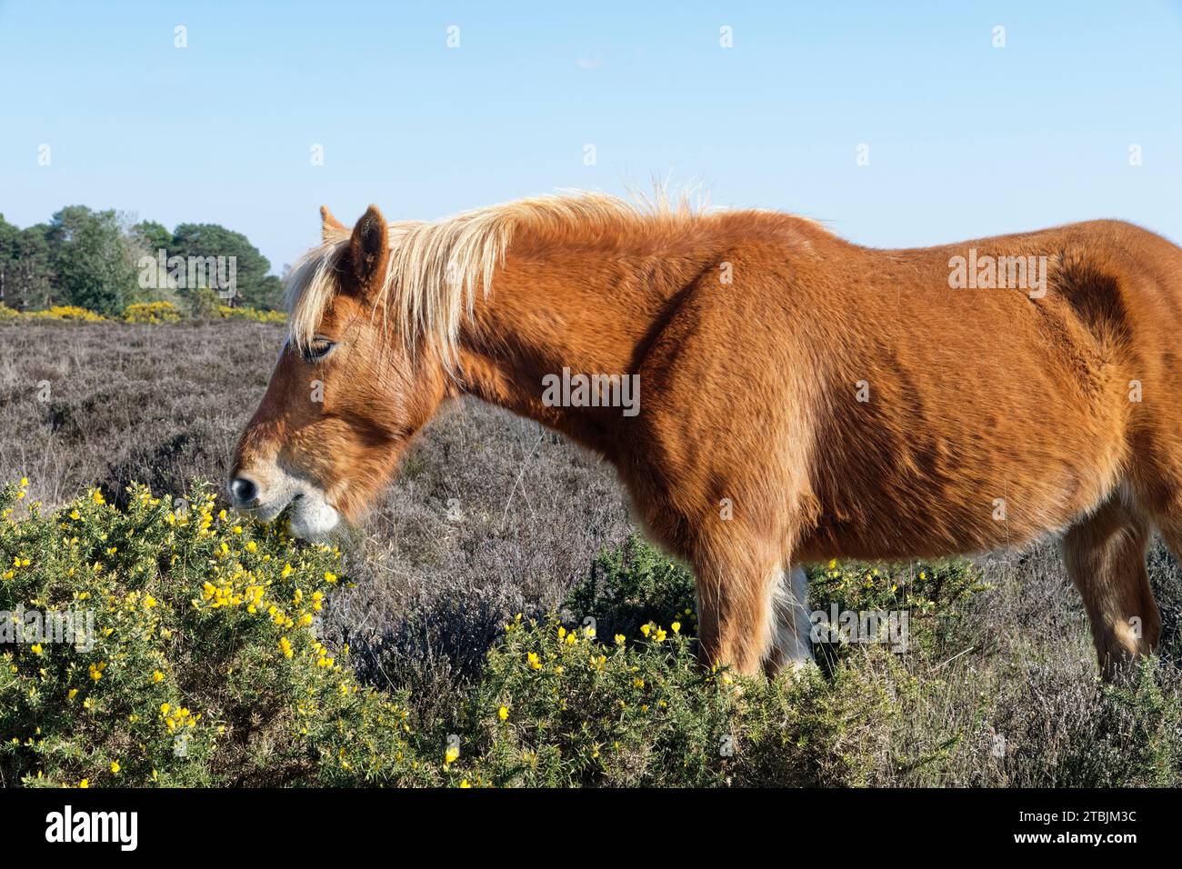 New Forest Pony (Equus caballus) Weiden Europäischer Ginster (Ulex europaeus) Büsche und Blumen, New Forest, Hampshire, Großbritannien, April. Stockfoto