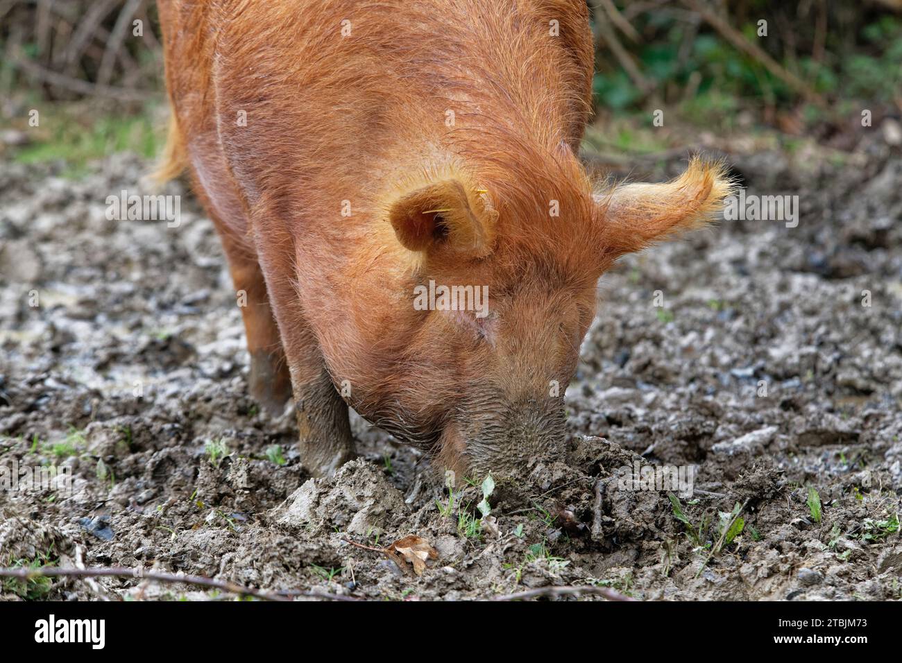 Tamworth-Schwein (Sus domesticus), das mit seiner Schnauze als Futter verwurzelt ist, einschließlich gefallener Eicheln in schlammigen Wäldern, Knepp Estate, Sussex, Großbritannien, März. Stockfoto
