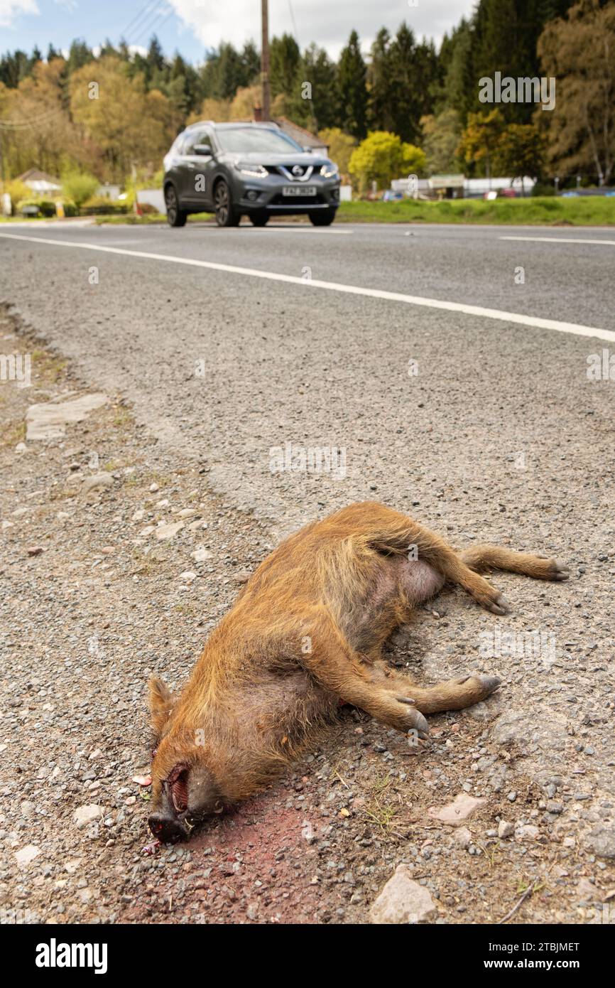 Wildschwein (Sus scrofa), das bei einem Straßenverkehrsunfall getötet wurde, in der Nähe von Coleford, Forest of Dean, Gloucestershire, Vereinigtes Königreich, April. Stockfoto