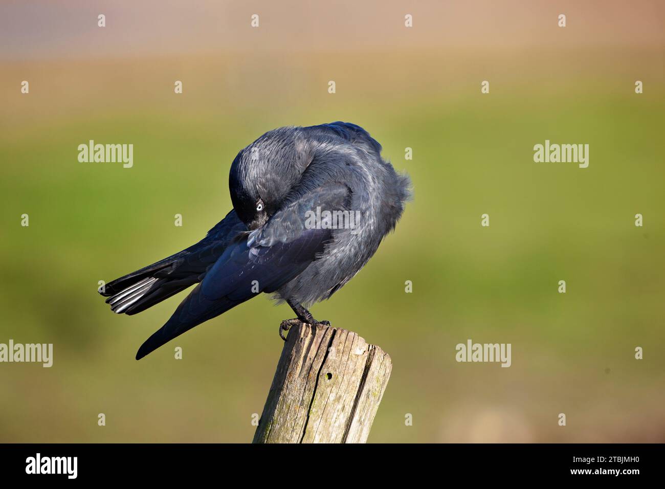 Jackdaw Corvus monedula steht im Winter auf dem Farmzaun Stockfoto
