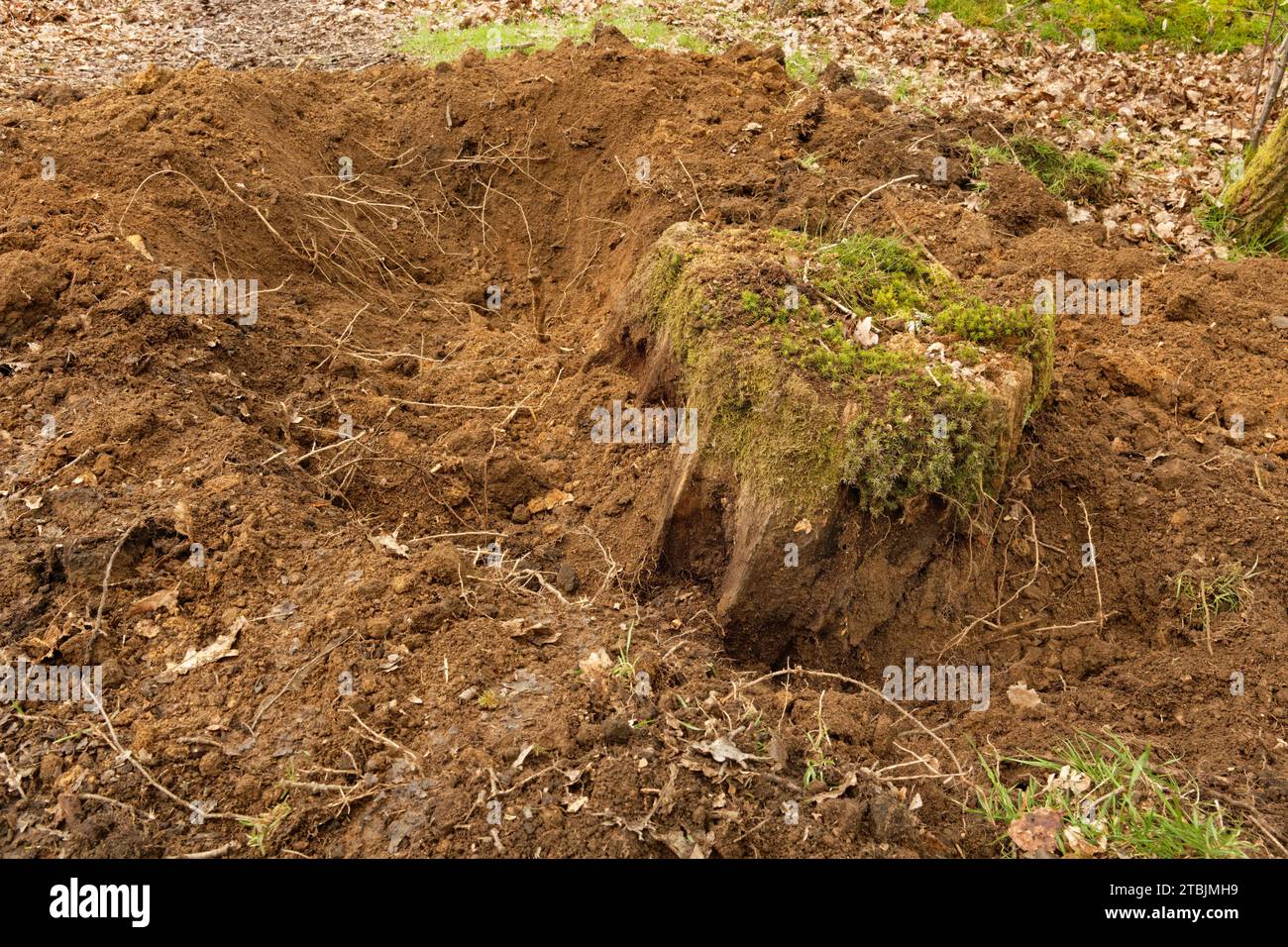 Tiefe Ausgrabung um einen verrottenden Baumstumpf von einem Wildschwein (Sus scrofa), der nach Nahrung verwurzelt, Forest of Dean, Gloucestershire, Großbritannien, Mai Stockfoto