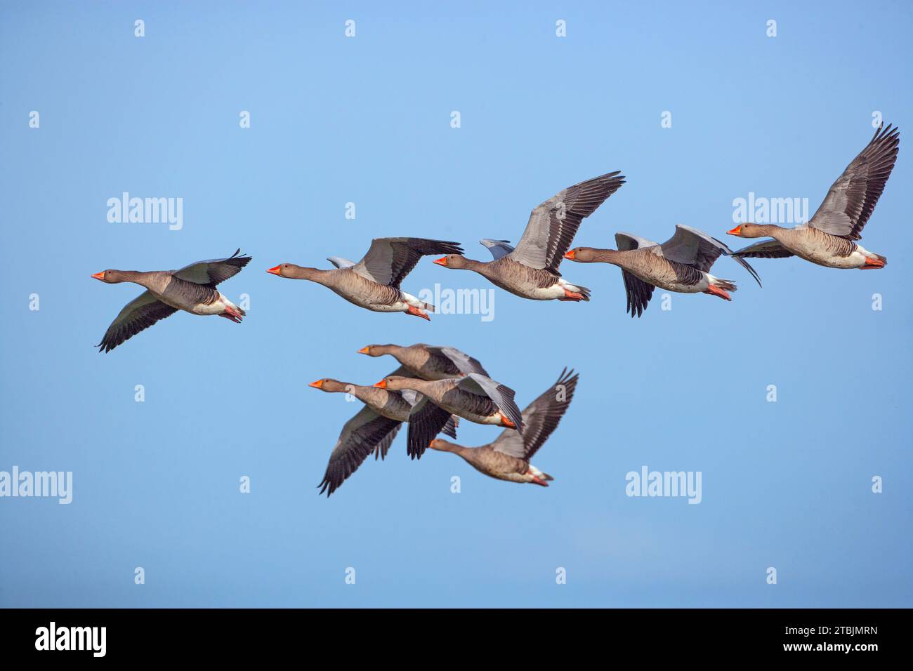 Graylag Gänse Anser Anser Landing Cley Norfolk Stockfoto