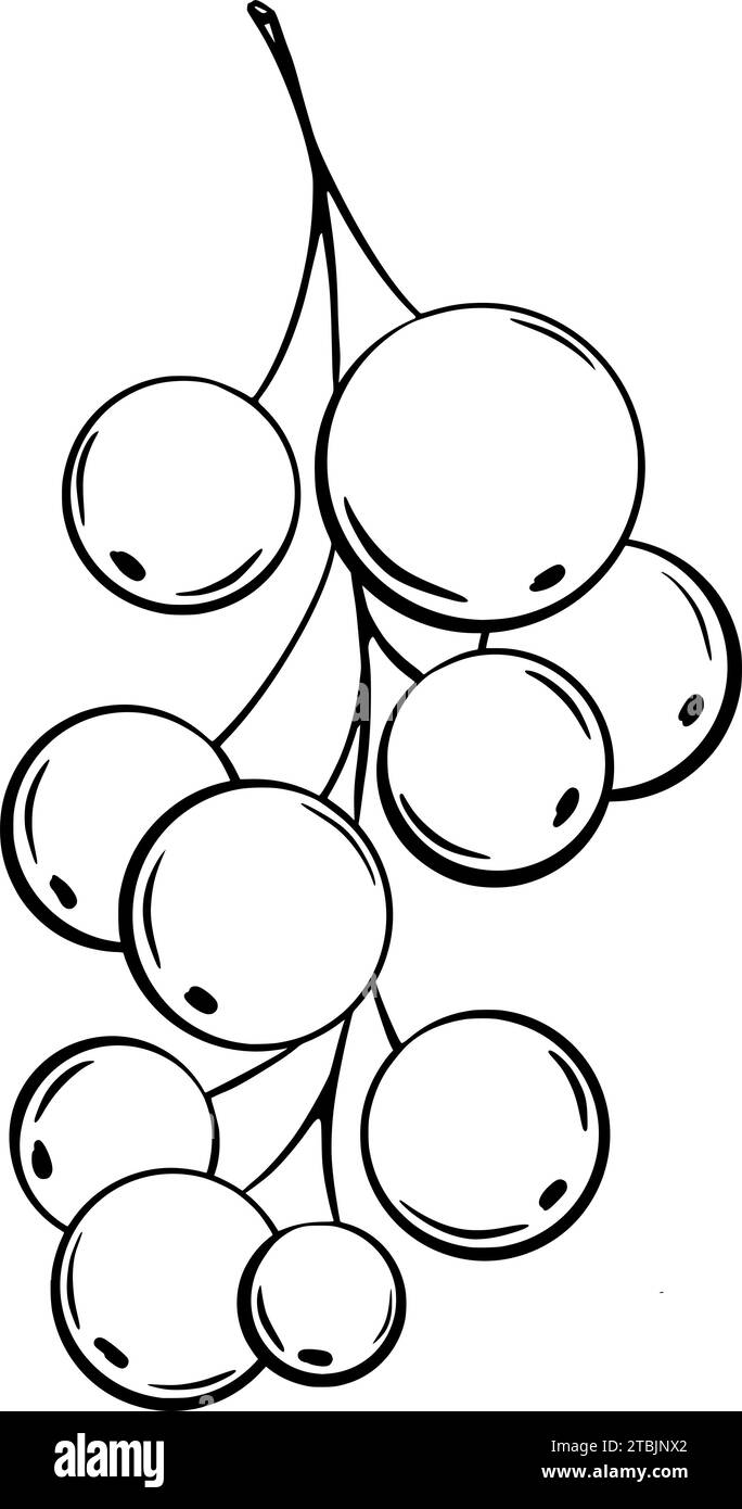 Johannisbeere zum Dekorieren von Süßwaren im grafischen Stil. Vektorabbildung. Handgezeichnet in einem einfachen minimalistischen Stil. Kann in der Küche verwendet werden Stock Vektor