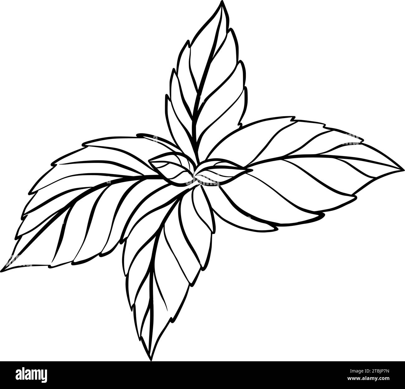 Minzblätter zur grafischen Dekoration von Süßwaren. Vektorabbildung. Handgezeichnet in einem einfachen minimalistischen Stil. Kann für verwendet werden Stock Vektor