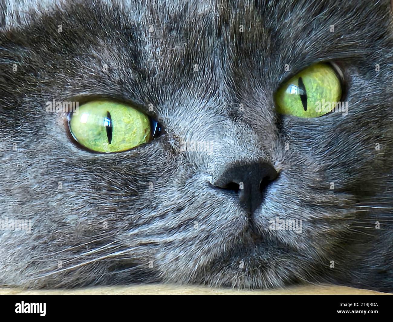 Eine graue Katze breitete sich auf einem rustikalen Holztisch aus und blickte direkt auf das Kameraobjektiv Stockfoto