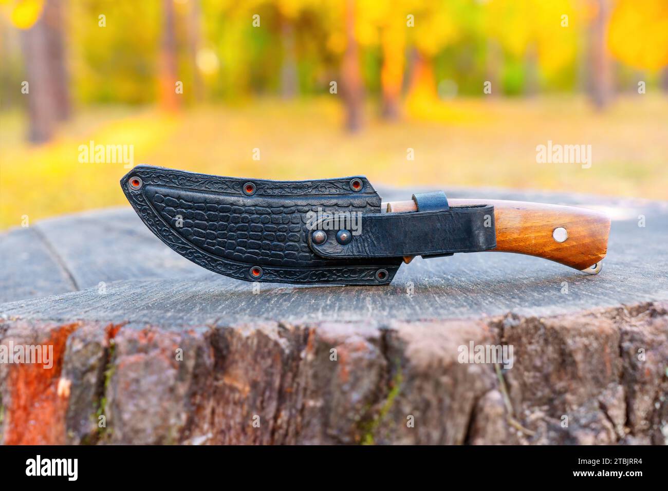 Das Jagdmesser mit einem reichen Holzgriff, der in einer Lederhülle befestigt ist, liegt auf einem rustikalen Baumstamm im Herzen eines Herbstwaldes. Robuster Charme von f Stockfoto