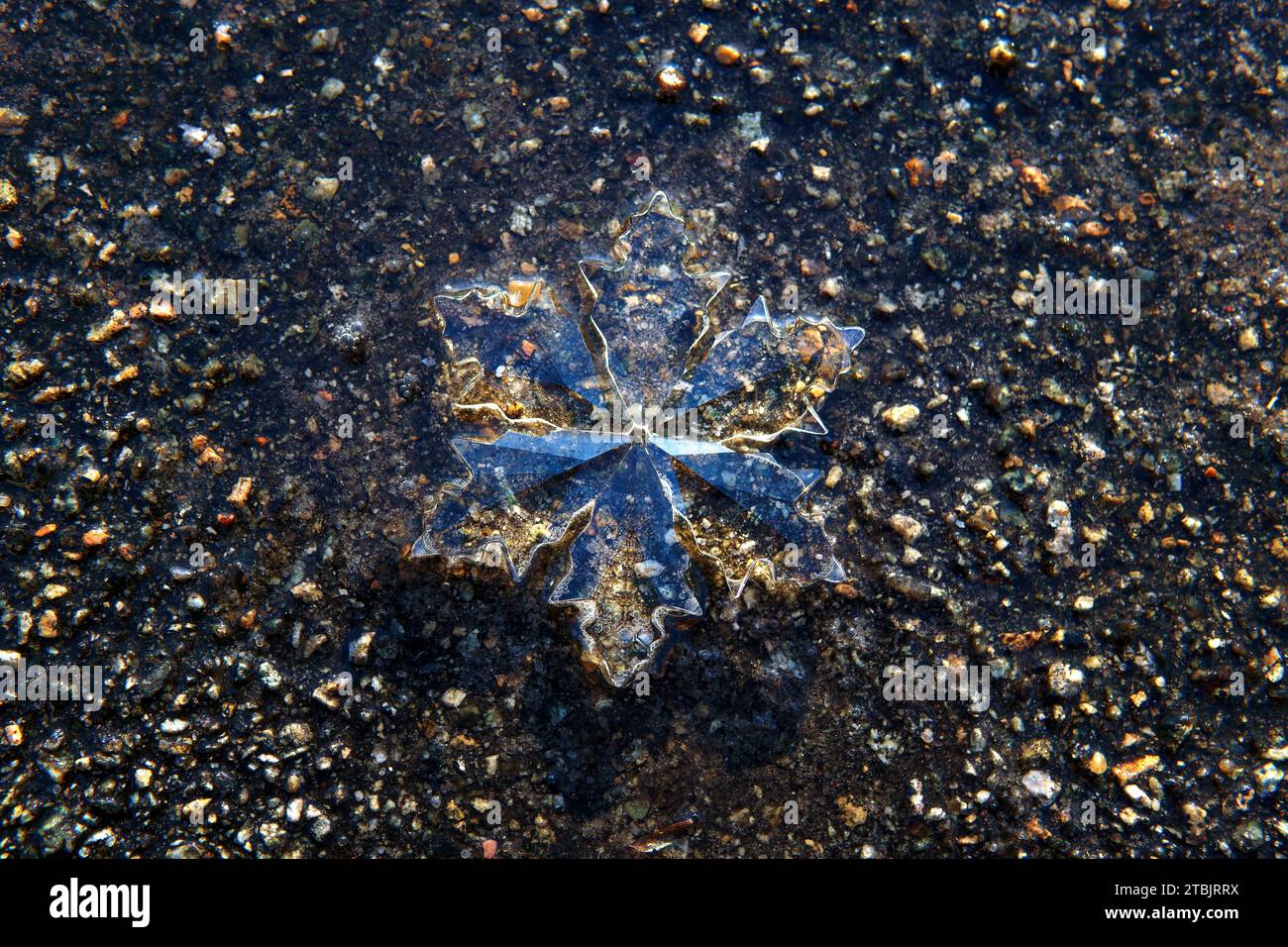 Blick von oben auf eine große Kristallschneeflocke auf nassem Asphalt, die das Konzept des Tauens und die Ankunft des Frühlings symbolisiert. Übergang vom Winter zum t Stockfoto