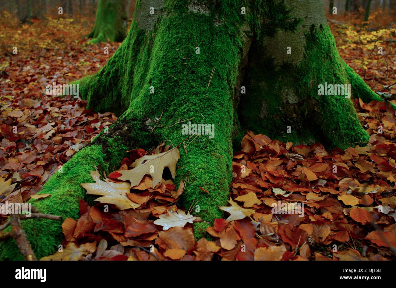 Am grünen, moosigen großen Fuß eines Baumstamms Stockfoto