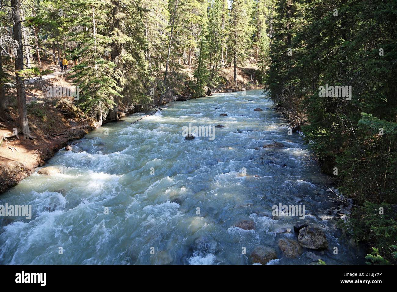 Johnston Creek, Banff NP, Kanada Stockfoto