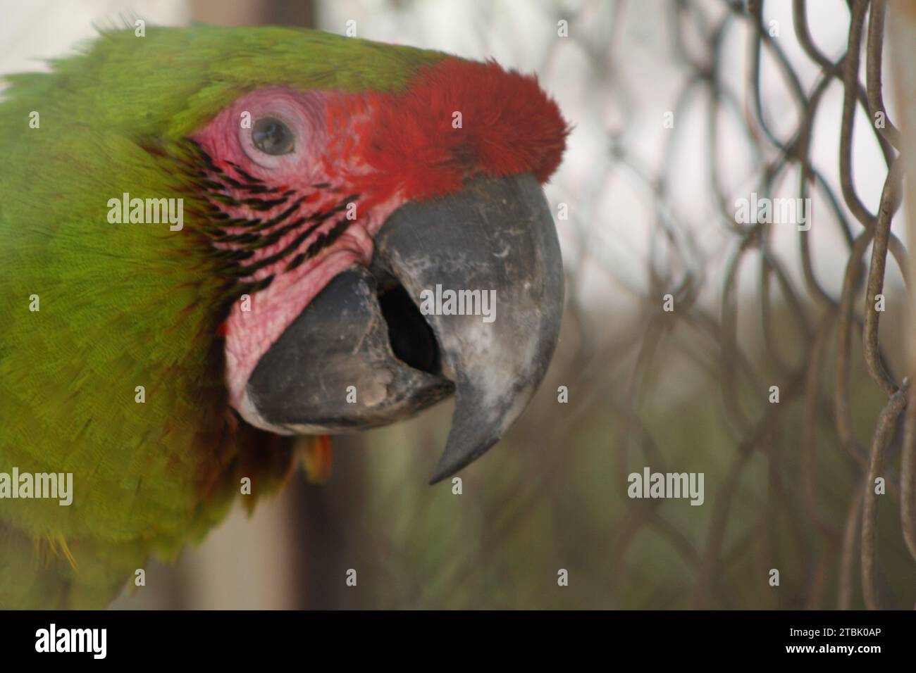 Vogelfoto auf einer Insel Stockfoto