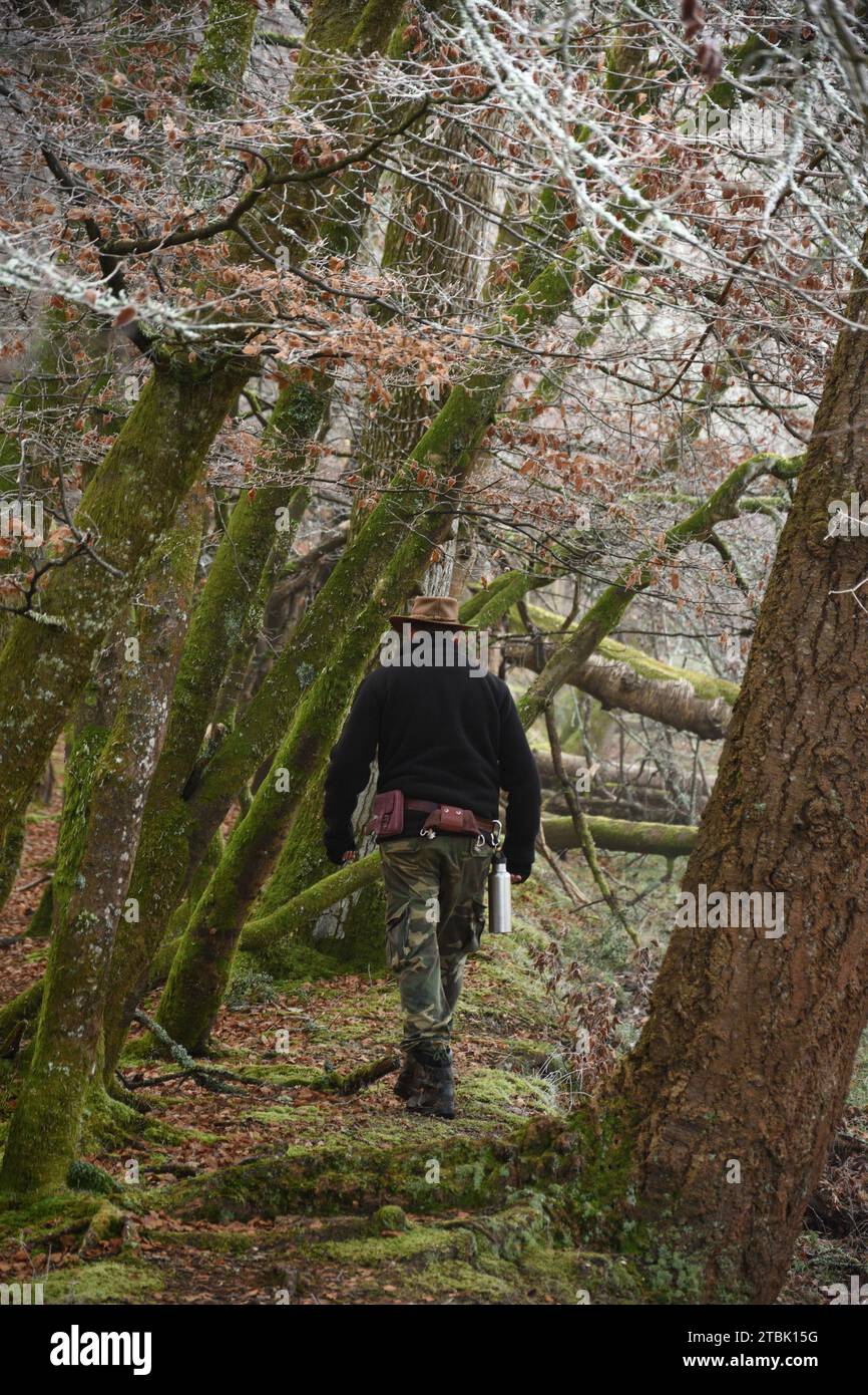 Mann mit Hut, der zwischen Buchen im Herbstwald weggeht Stockfoto