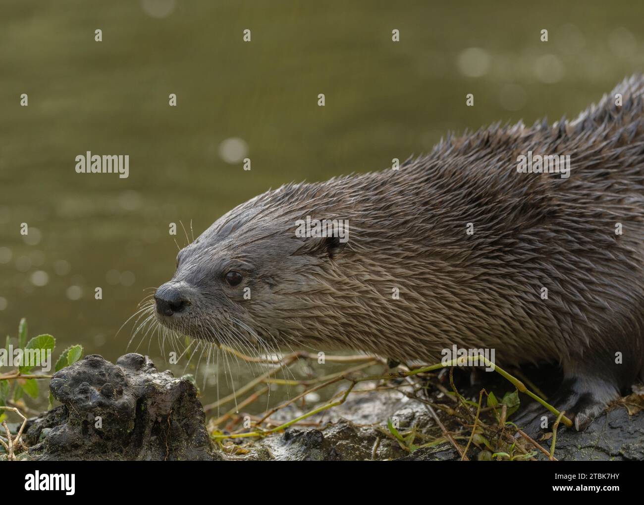 North American River Otter (Contra canadensis) Sacramento County Kalifornien USA Stockfoto