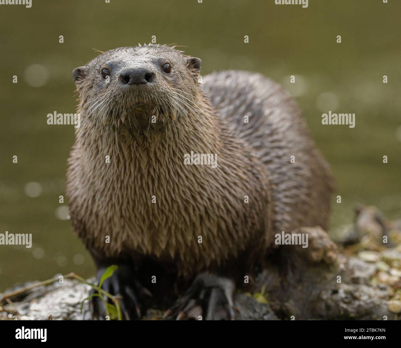 North American River Otter (Contra canadensis) Sacramento County Kalifornien USA Stockfoto
