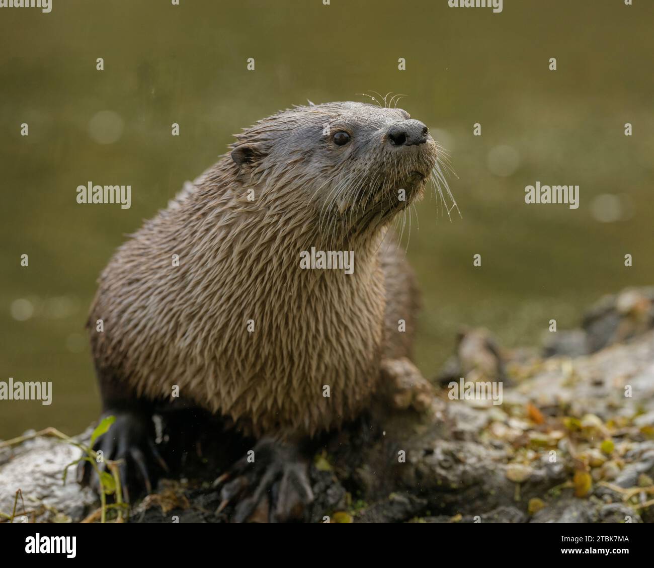 North American River Otter (Contra canadensis) Sacramento County Kalifornien USA Stockfoto