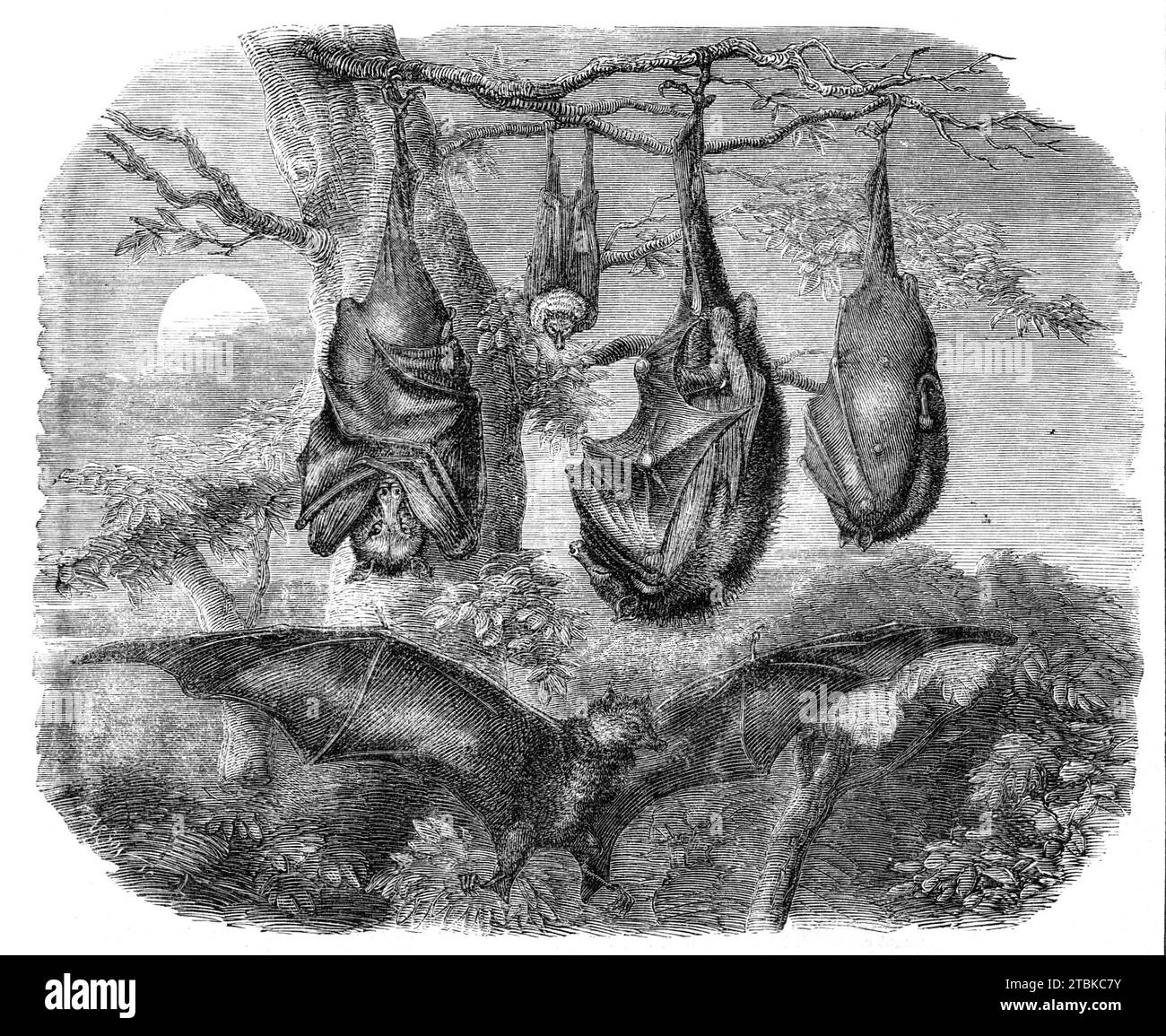 Flying Foxes wurde 1861 in den Gärten der Zoologischen Gesellschaft, Regent's Park, aufgenommen. "Die große, frugivore Fledermaus Indiens (Pteropus edwardsii), oder "fliegende Fuchs" - wie sie etwas falsch genannt wird... wurde in diesem Land aber selten lebendig gemacht. Die Sammlung der Zoological Society of London enthält jedoch drei schöne lebende Exemplare dieses Tieres, die Überlebenden einer beträchtlichen Anzahl von Individuen, die im vergangenen Herbst aus Kalkutta gebracht wurden. und wurde für einige Zeit in einem Raum in Piccadilly ausgestellt... in seinem Heimatland - der Halbinsel von Indien - Th Stockfoto